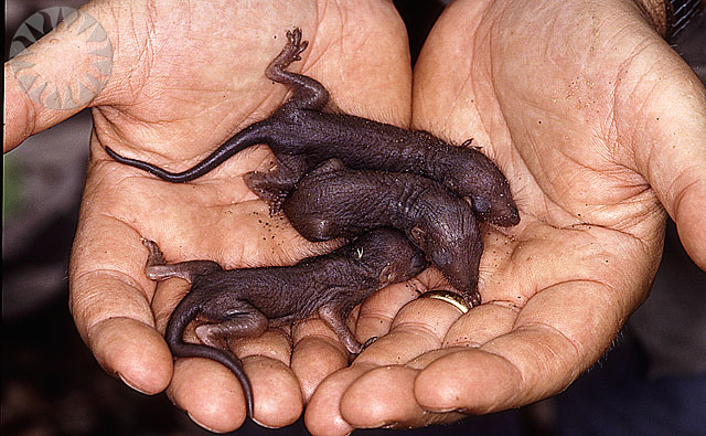 two men holding three small brown geckos