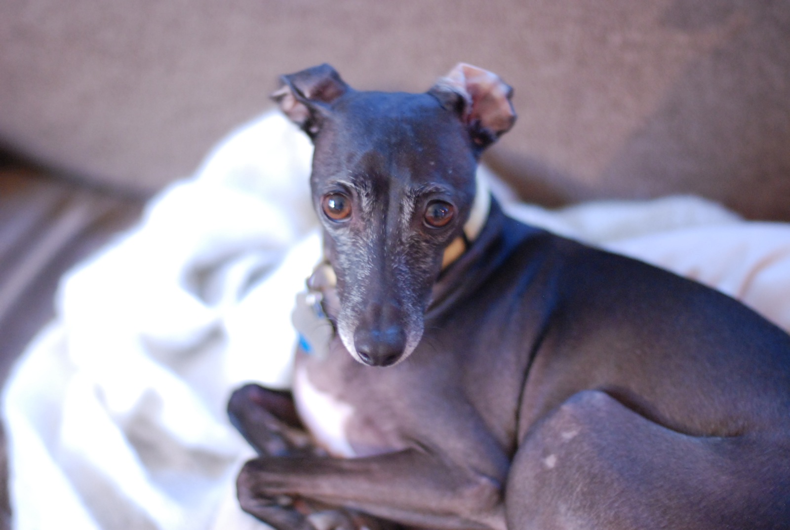 a dog laying on a blanket on a bed