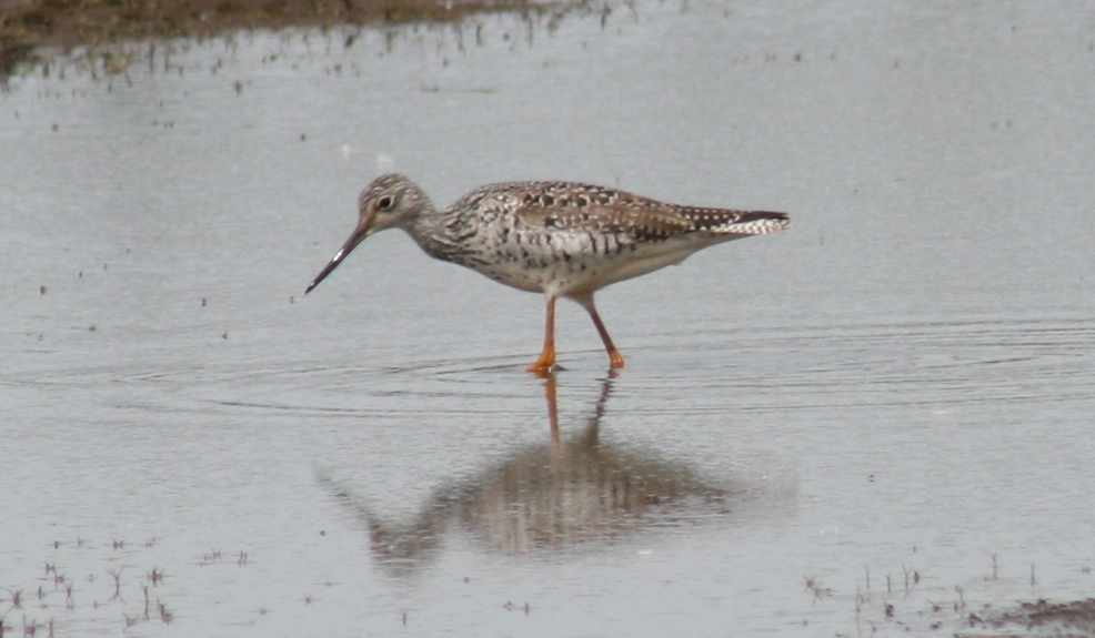 a bird that is standing in the water