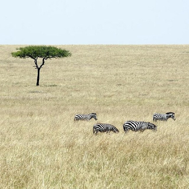 five zes are running along a grassy plain with a tree