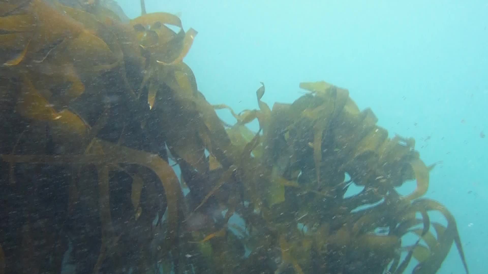 a number of fish swimming in water near some plants