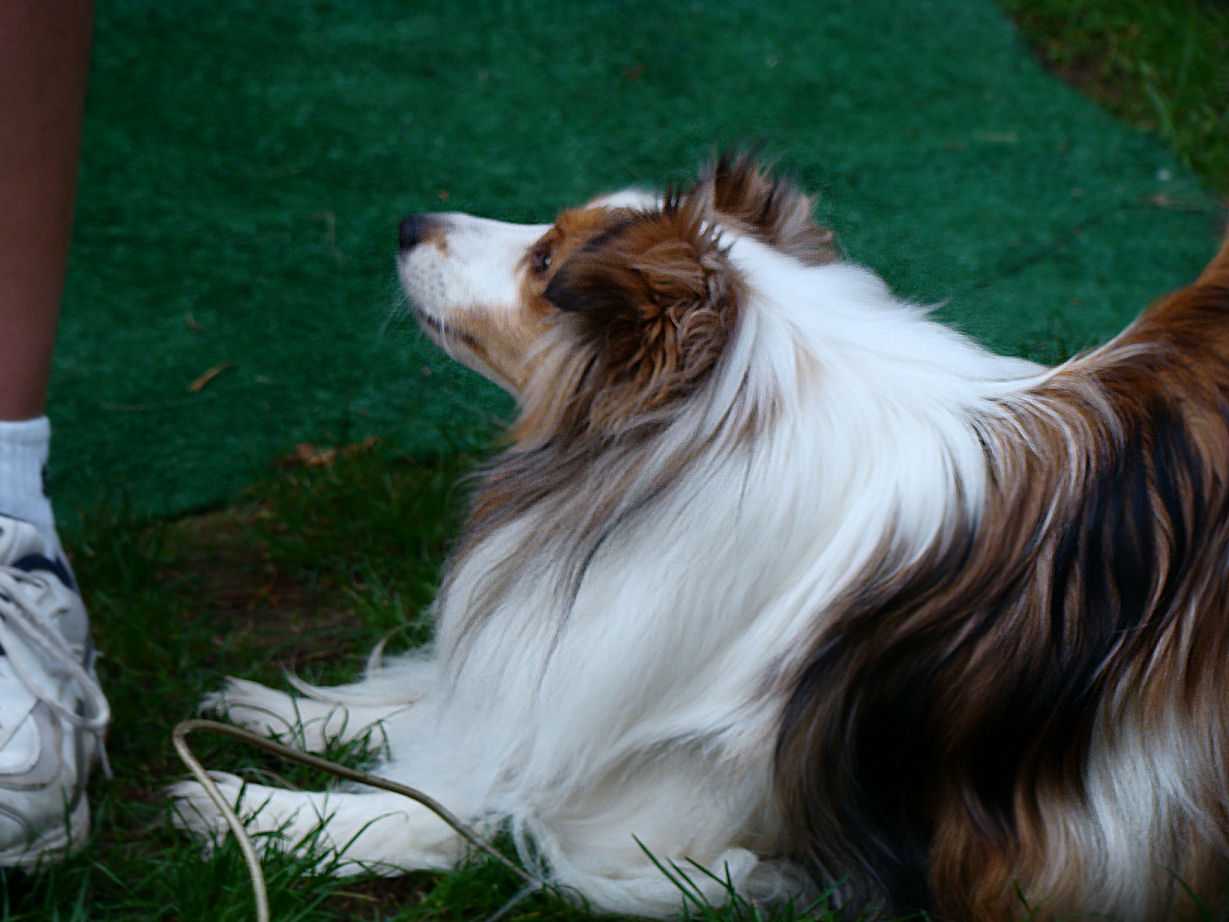 there is a brown and white dog laying on the ground