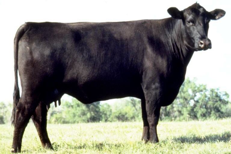 black cow with short horns stands in a grassy field