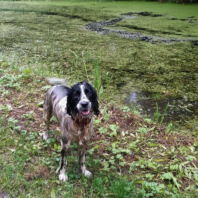 a wet dog is standing in the grass near the water