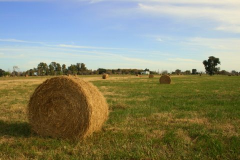 a large field filled with lots of green grass