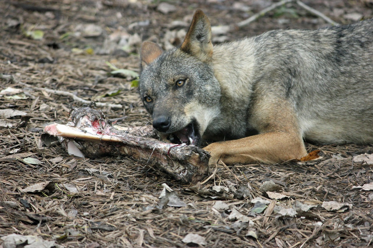 a wolf that has it's teeth missing and eating some food