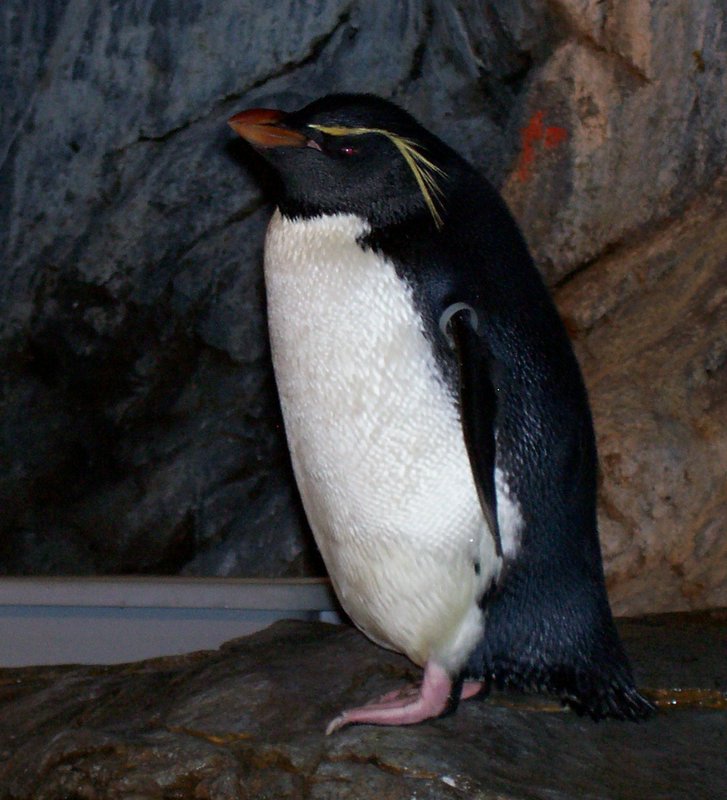 a penguin with long, yellow beak standing on a rock in front of some rocky terrain