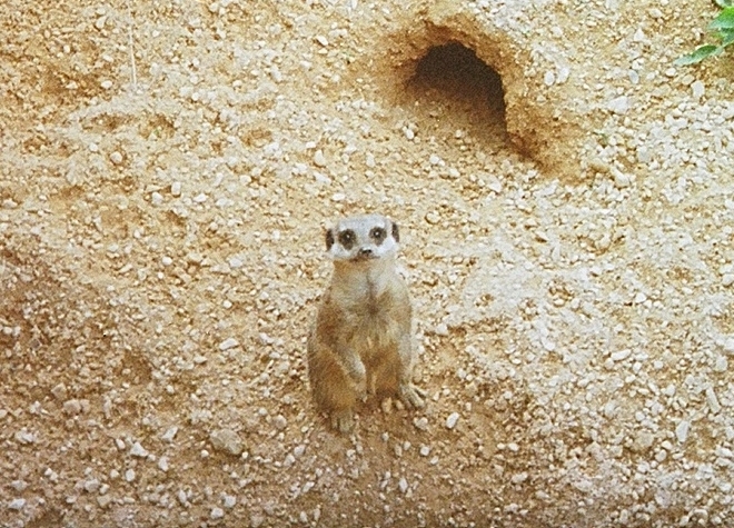 a baby meerkat sits in front of an animal hole