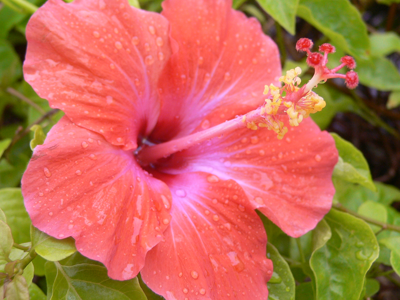 a large pink flower with rain drops on it