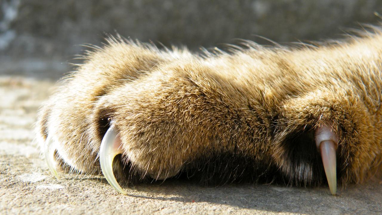 a cat's paw and pawbone are seen in the sunlight