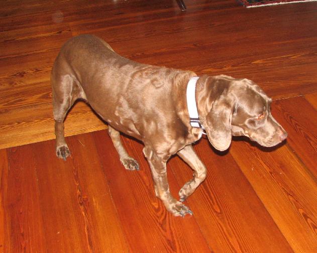 a very cute brown dog walking on a hard wood floor