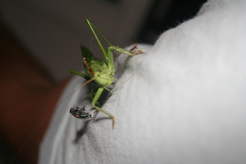 a large green bug on top of white fabric