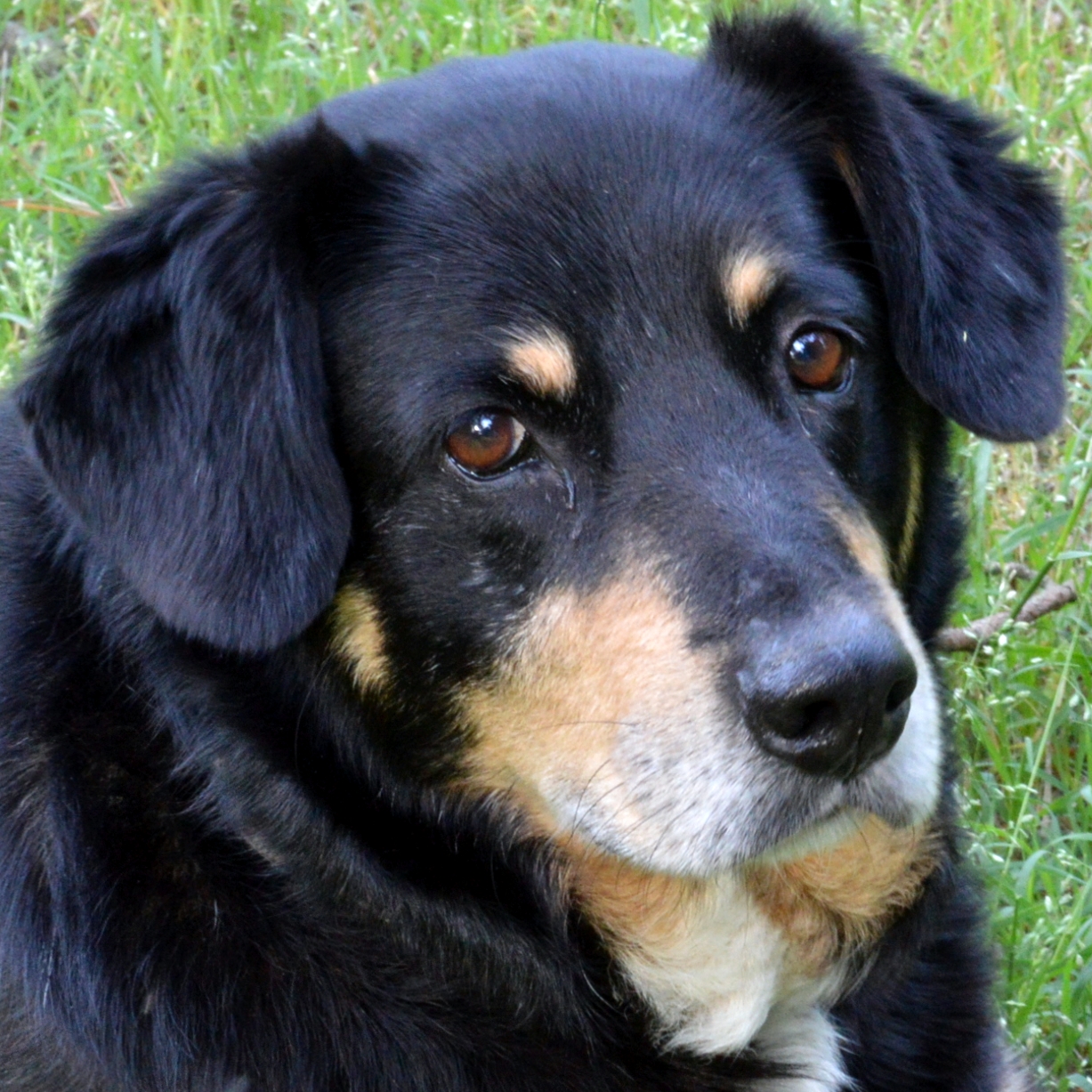 a dog sitting on some grass with its eyes open