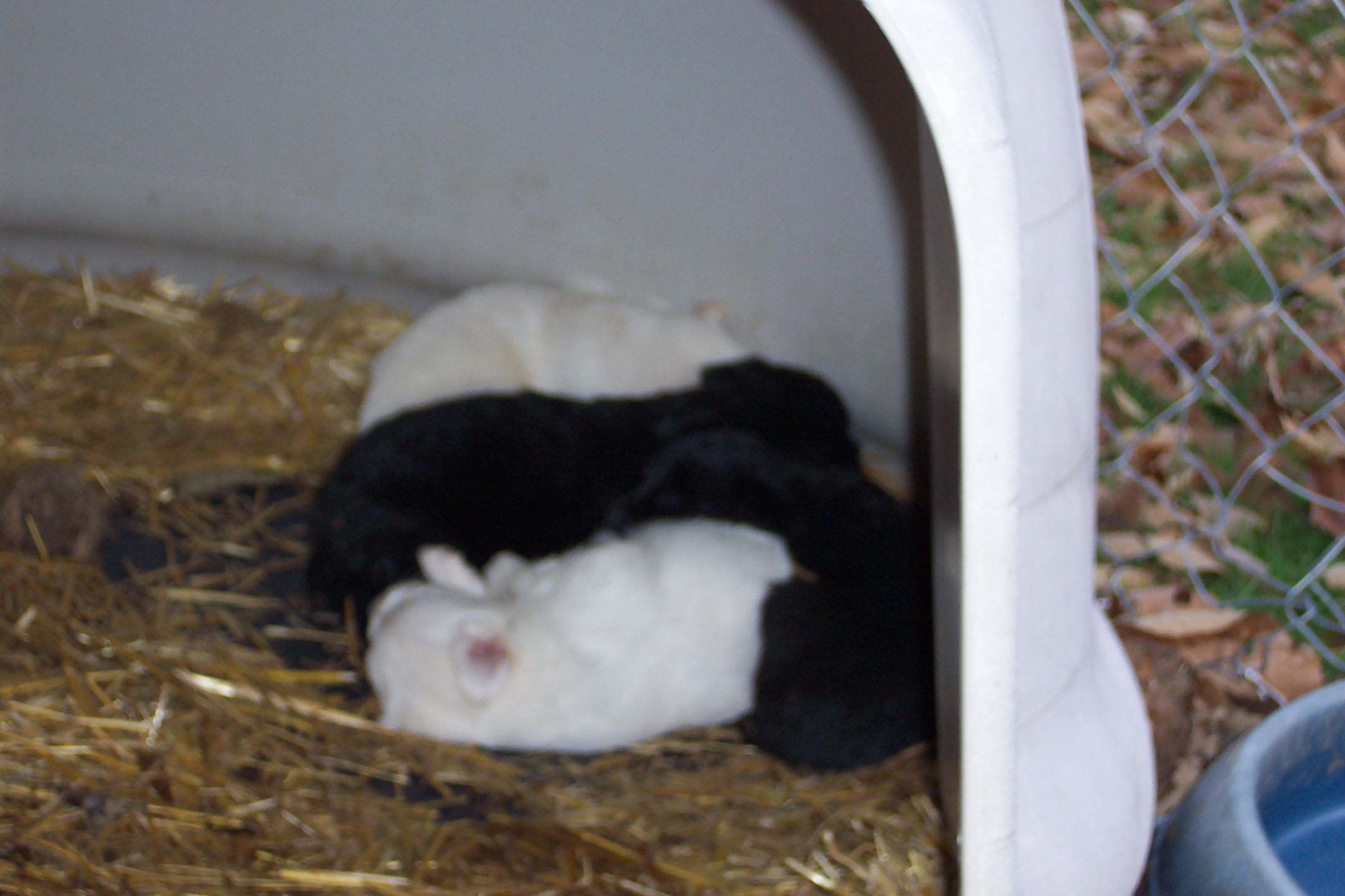 two young rabbits are snuggled up in the corner of their cage