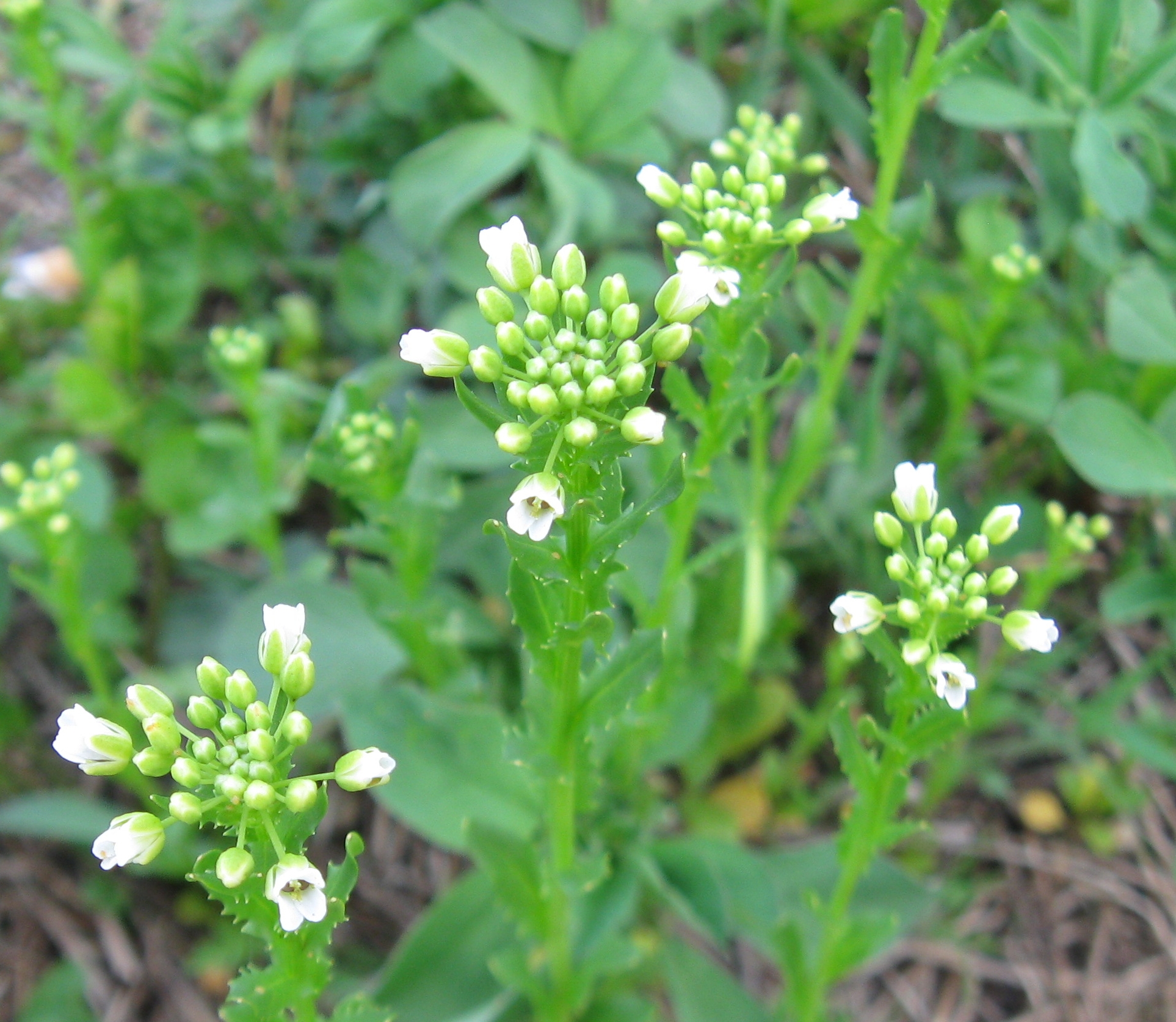 there is a green plant with white flowers