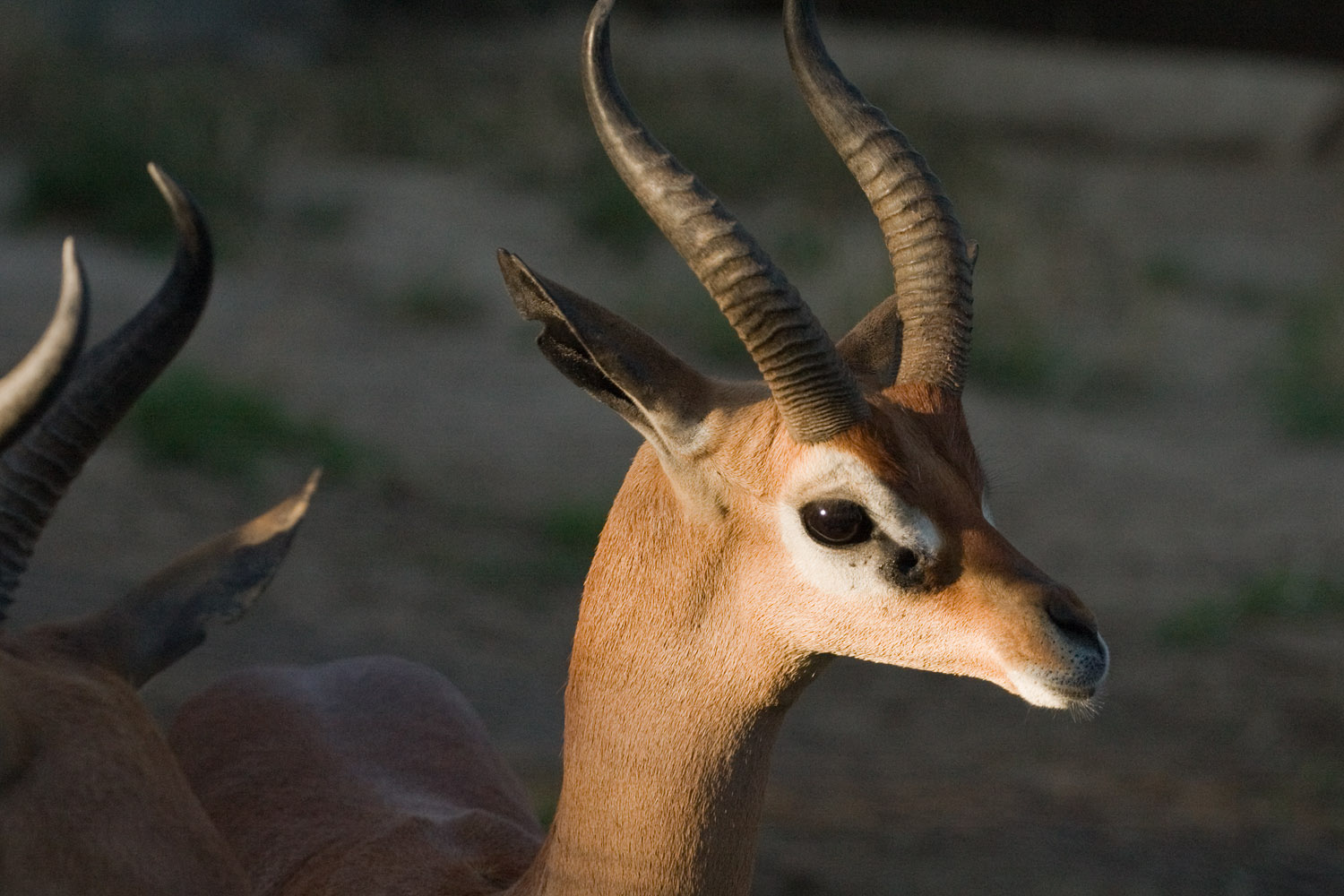 an antelope looks at the camera in the wild