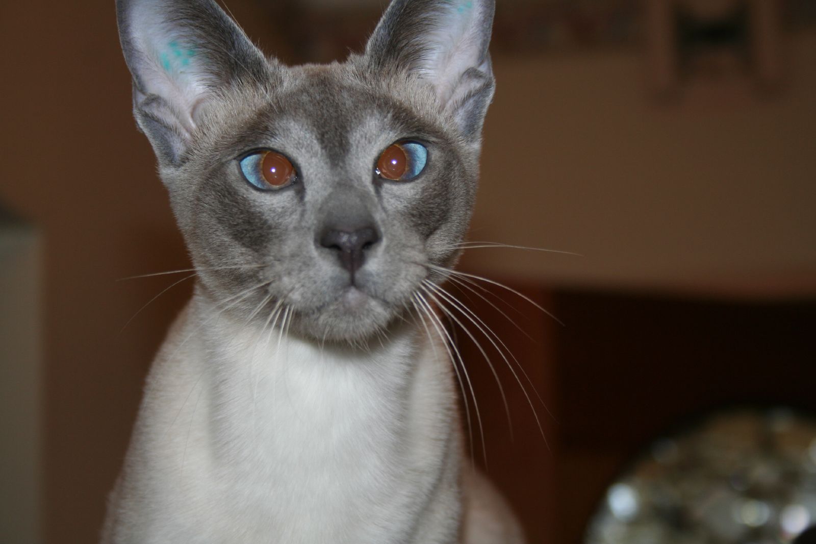 an adult cat with blue eyes staring at soing