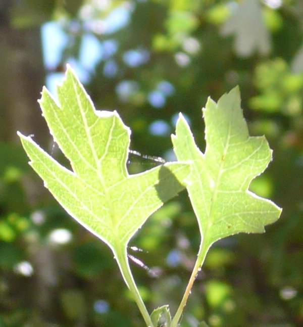 a green leaf hanging from a stem of a tree