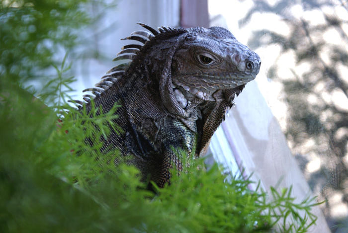 a lizard standing on top of a tree