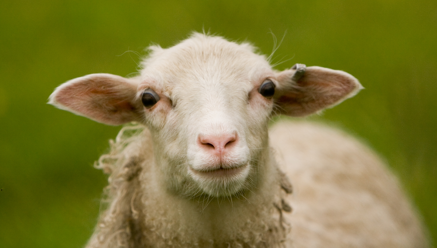 a white sheep with very dark eyes looking at the camera