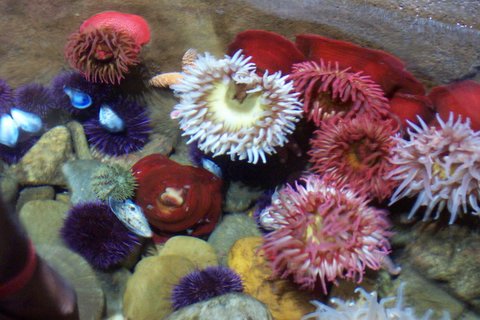 red and white sea anemones in the ocean