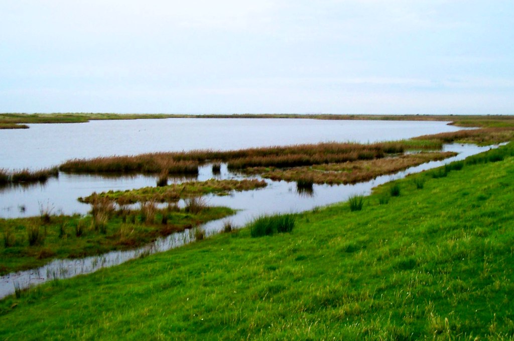 a lush green field near some water