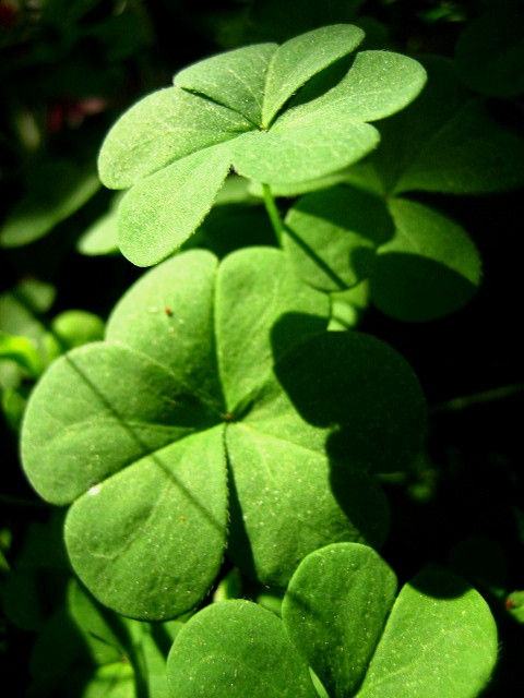 four leaf clover is the symbol of luck