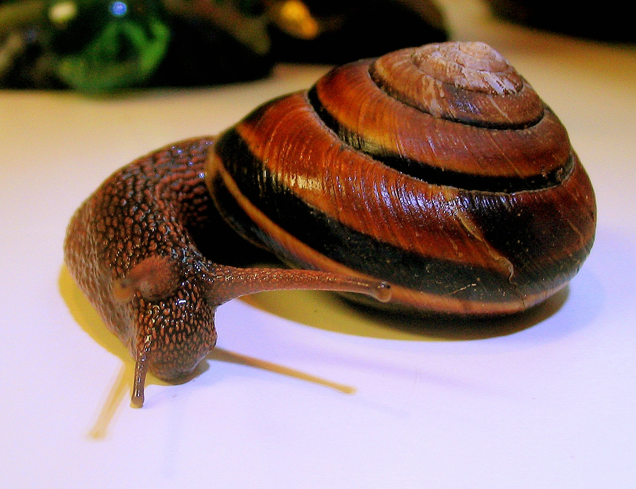 the snail is curled up and sitting on the table