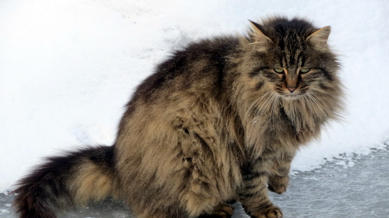 a very long haired cat sitting in the snow