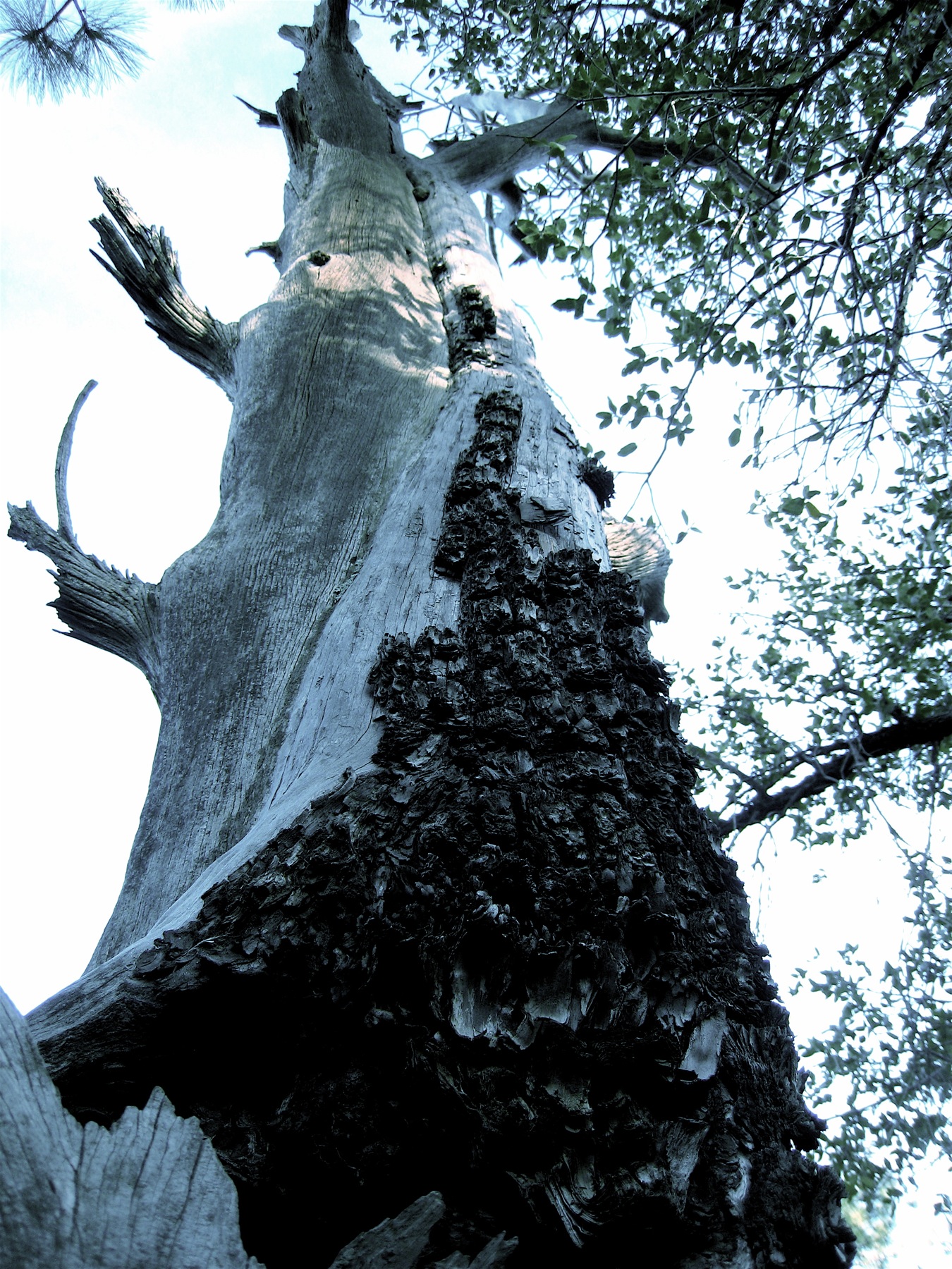 a tall tree stands with other large trees in the background