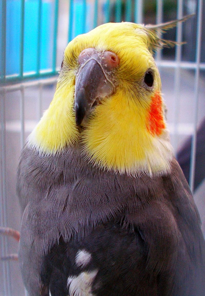 a black and yellow bird with a yellow and orange comb