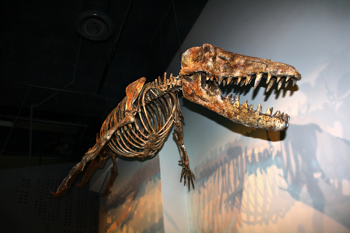 an exhibit of the dinosaur's skeleton in a museum