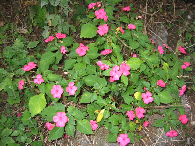 many pink flowers blooming next to green leaves
