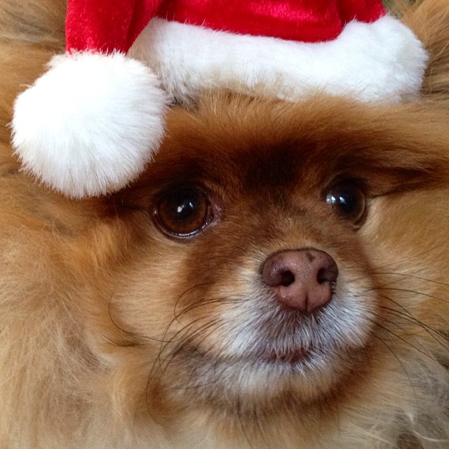 a small dog wearing a santa hat on its head