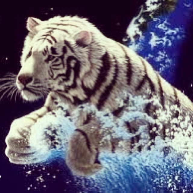 white tiger walking in the snow on top of an ocean