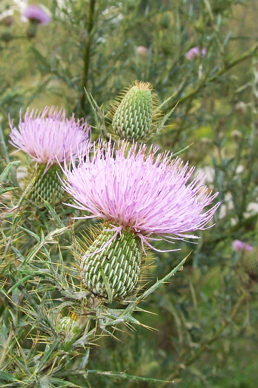 a flower with green leaves and buds sitting on top of it