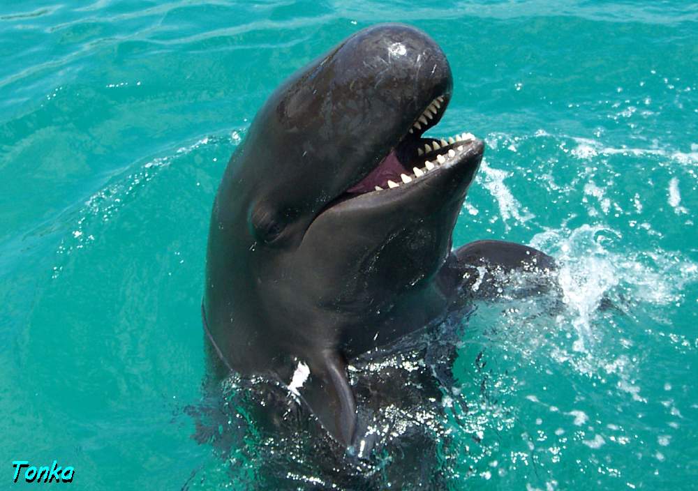 a dolphin with it's mouth open is swimming in the water
