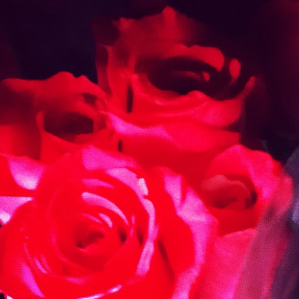 red roses lit up in a vase with no flowers