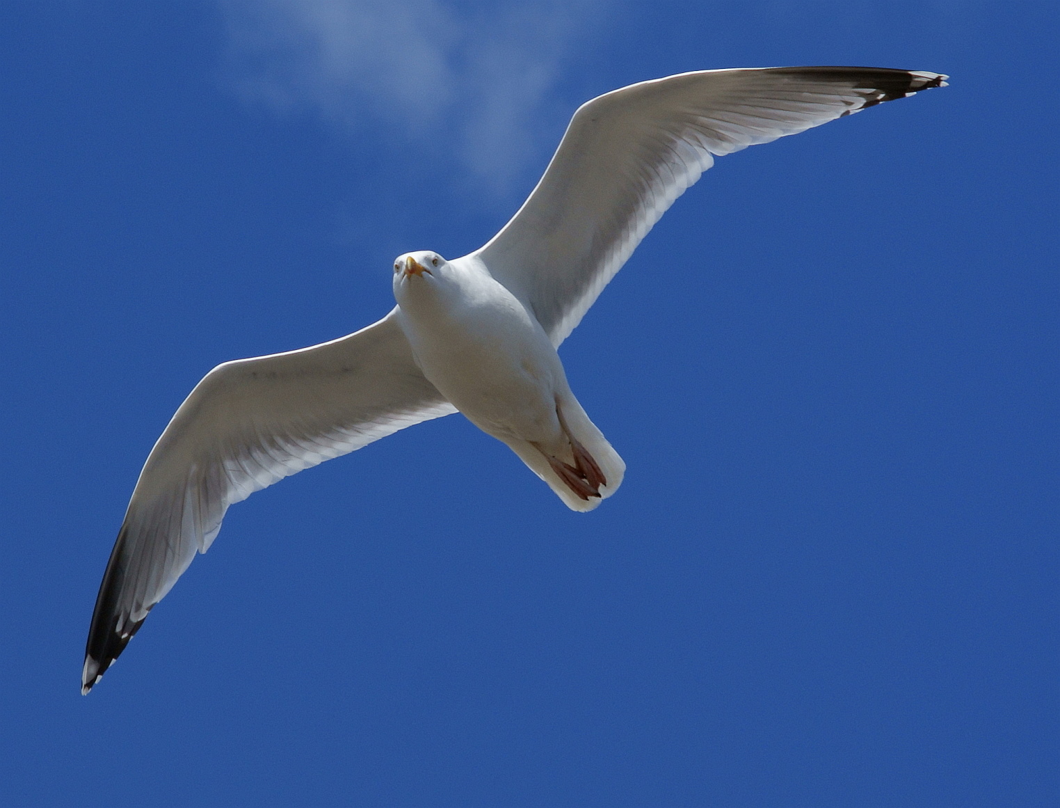 a bird flying through a blue sky with wings outstretched