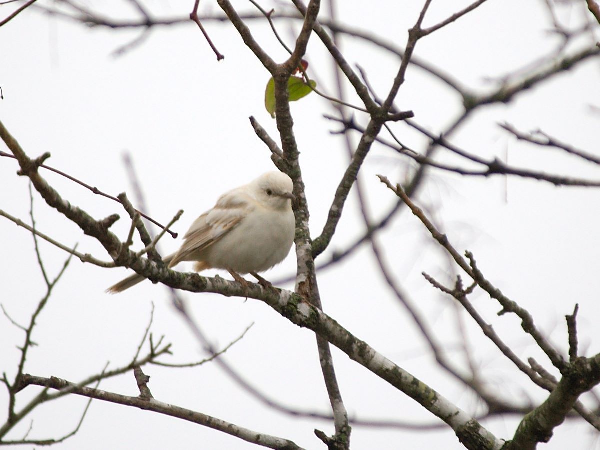 a bird sits atop a nch in a bare tree