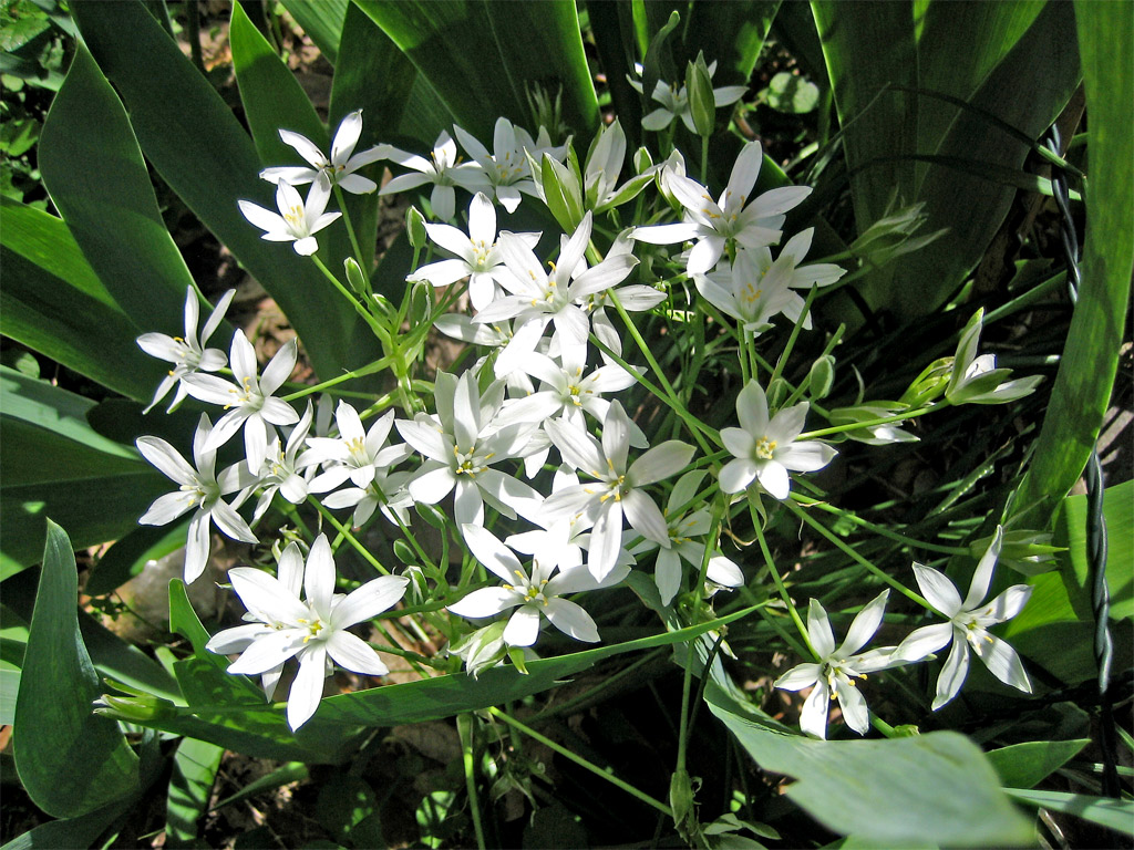 small white flowers growing on the ground in a garden