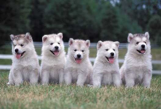 seven white dogs sitting in the grass with their tongue out