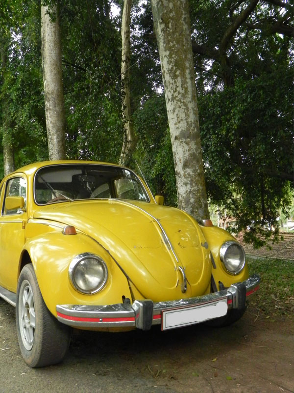 an old yellow beetle car parked near a line of trees