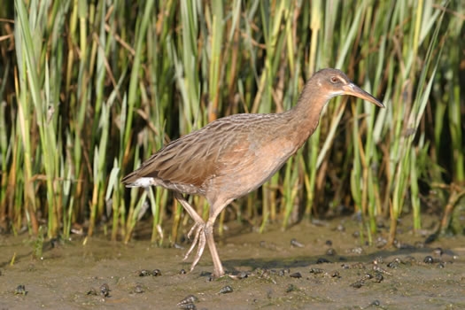 a brown bird walking on the sand near some water