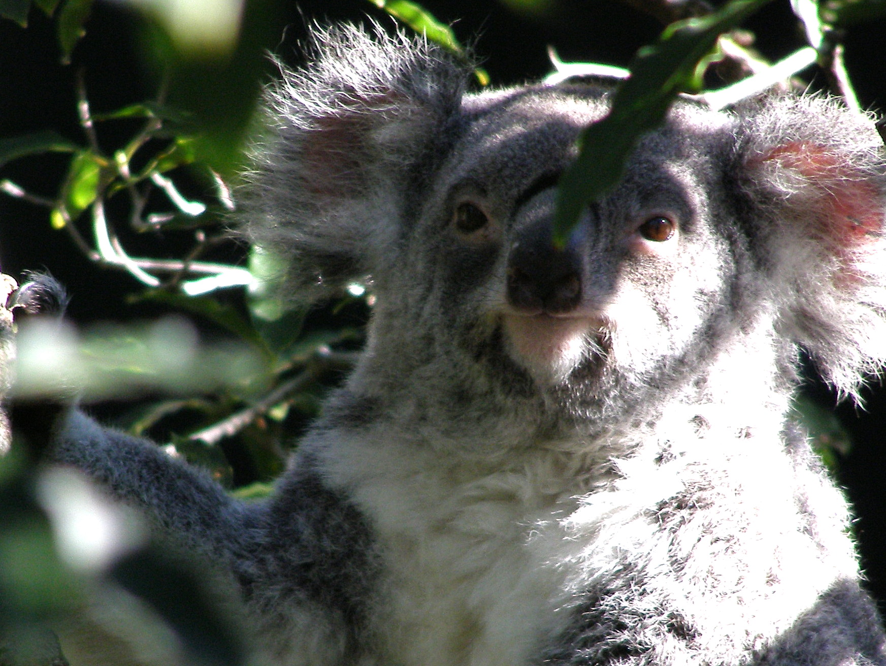 the camera is taking this image of an adorable koala