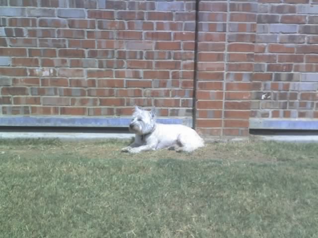 a dog sits on the grass next to the wall