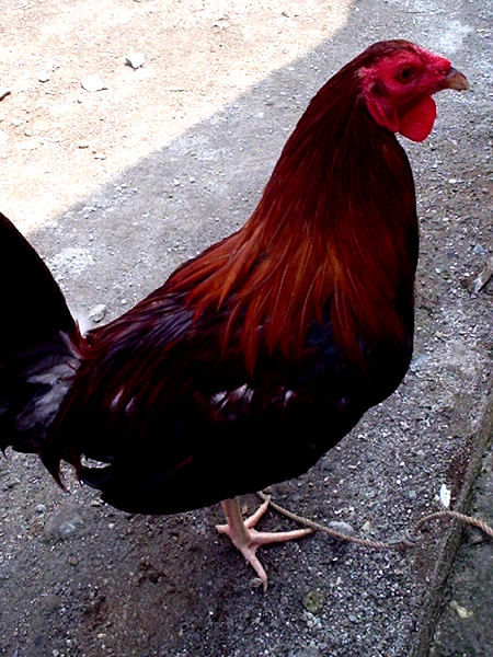 a rooster stands in the shade near the road