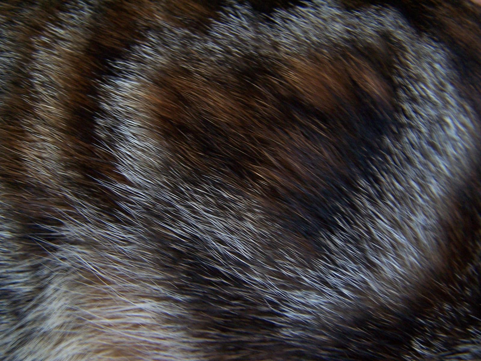 an animal is showing its fur like a pattern