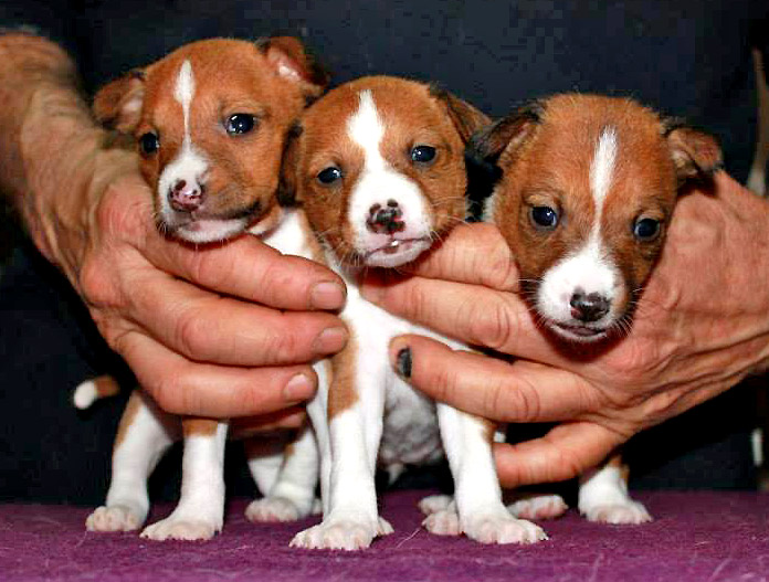 four adorable little puppies being held in the palm of someones hand