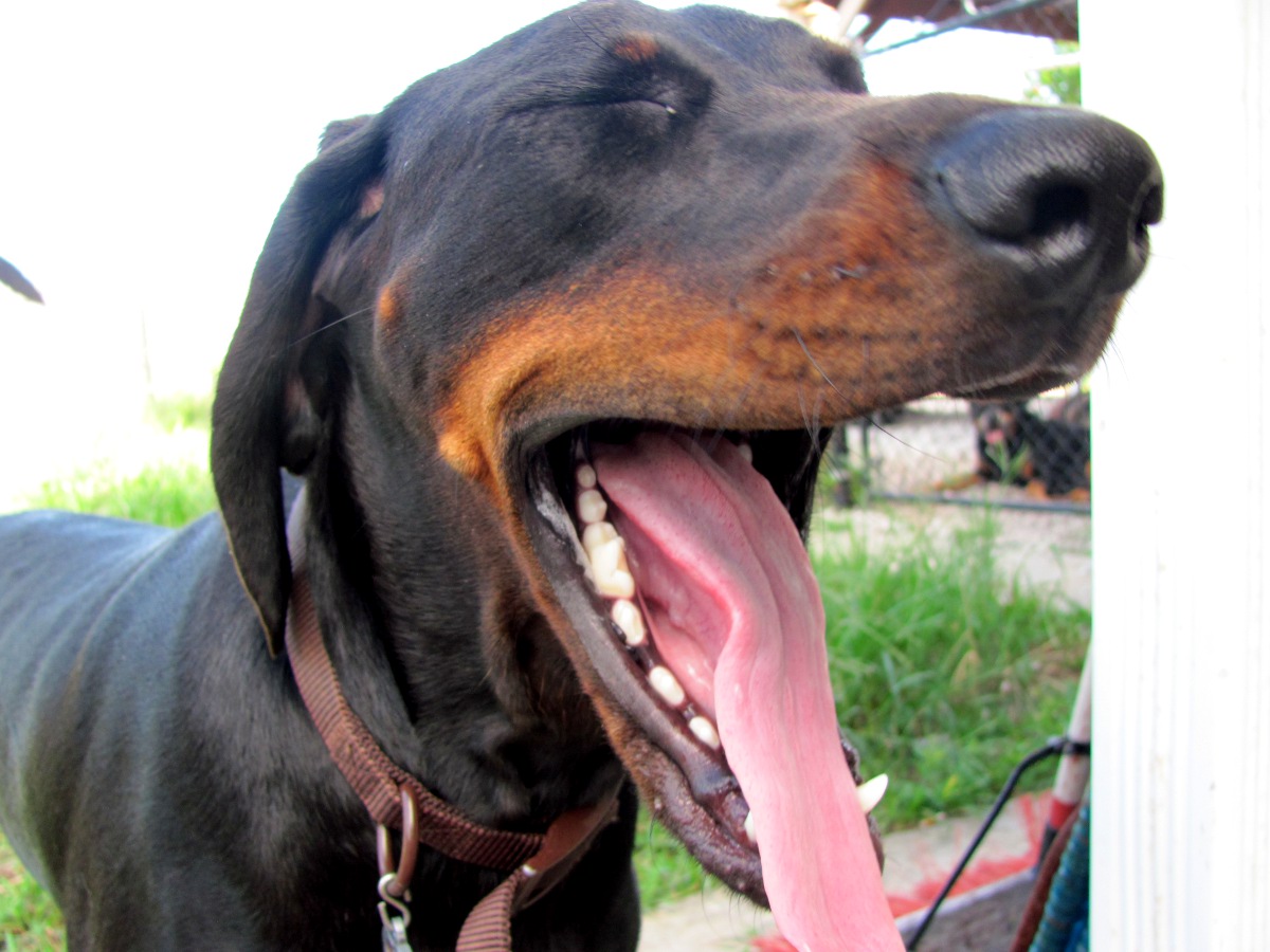 an image of a dog that has it's tongue open